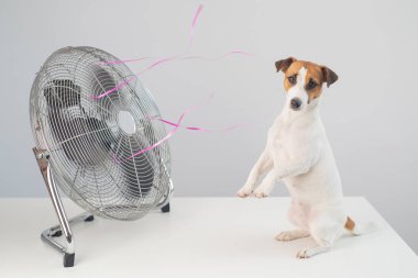 Jack Russell Terrier köpeği beyaz arka planda elektrikli vantilatörün serinletici esintisinin tadını çıkarıyor..