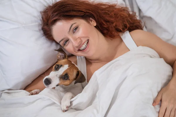 Jack Russell Terrier pies leży w uścisku z właścicielem w łóżku. — Zdjęcie stockowe
