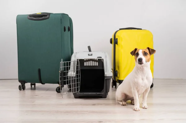 Собака-терьер Джека Рассела сидит у чемоданов и коробки для путешествий. Готов к отпуску. — стоковое фото