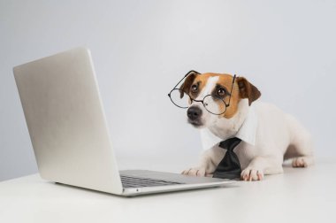 Gözlüklü ve kravatlı teriyer köpeği Jack Russell laptopta beyaz arka planda çalışır..