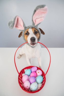 Top view of cute jack russell terrier dog in a bunny rim holding a basket with painted easter eggs on a white background.