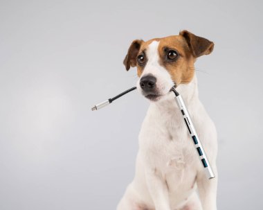 Jack Russell Terrier köpeği bizi ağzında tutuyor..