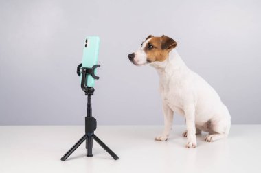Jack Russell Terrier köpeği akıllı telefondan canlı yayın yapıyor.. 