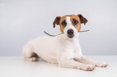 Beyaz bir arka planda ağzında çatal tutan köpek Jack Russell Terrier 'ın portresi. 