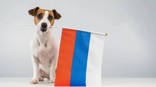 白い背景にロシア連邦の小さな旗を持っているジャック・ラッセル・テリアの犬. — ストック写真