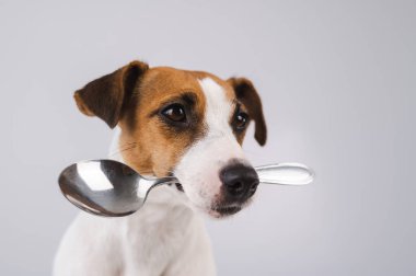 Jack Russell Terrier 'ın beyaz bir arka planda kaşığı tuttuğu bir köpeğin yakın plan portresi..