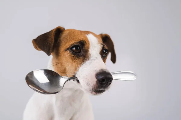 Close-up retrato de um cão Jack Russell Terrier segurando uma colher em sua boca em um fundo branco. — Fotografia de Stock
