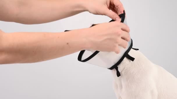 A veterinarian removes a plastic cone collar from a Jack Russell Terrier dog. — Stock Video