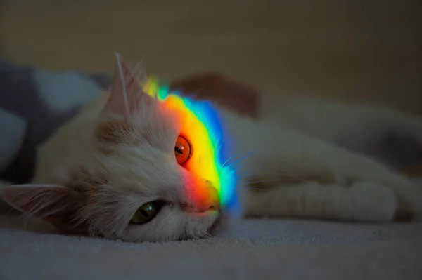 Eine weiße, flauschige Katze liegt mit einem Regenbogen im Gesicht im Schlafzimmer. — Stockfoto