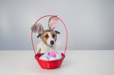 Beyaz arka planda boyalı paskalya yumurtaları olan bir sepetin yanındaki tavşan çemberindeki sevimli Jack Russell Terrier köpeği..