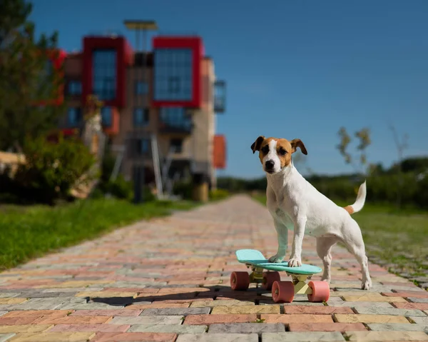 Jack Russell teriér pes jezdí penny palubě venku. — Stock fotografie