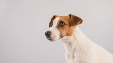 Beyaz arka planda Jack Russell Terrier köpek portresi. 