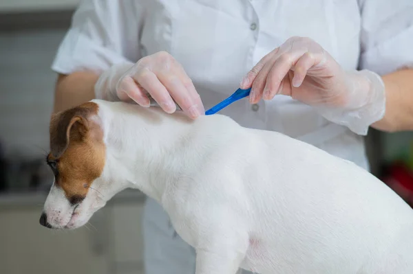 A veterinarian treats a dog from parasites by dripping medicine on the withers. — Stock Photo, Image