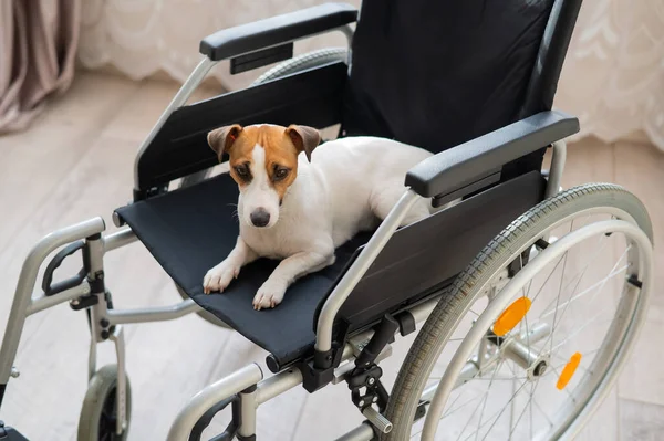 Jack Russell Terrier dog sits in a wheelchair. A devoted friend is waiting for the owner. — Stock Photo, Image