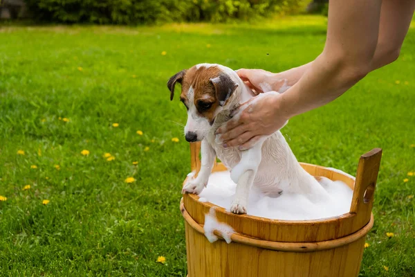 Donna lava il suo cane Jack Russell Terrier in una vasca di legno all'aperto. L'ospite aiuta l'animale domestico a fare un bagno. — Foto Stock