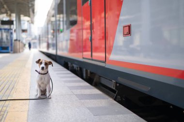 Jack Russell Terrier köpeği tren istasyonunda tek başına oturuyor..