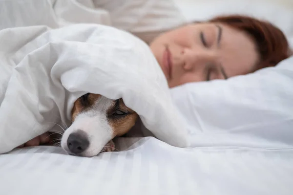 Jack Russell Terrier cão dorme envolto em um cobertor ao lado de seu proprietário. — Fotografia de Stock