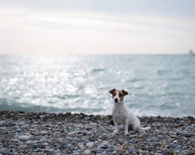 Jack Russell Terrier deniz kenarındaki çakıl taşı plajında bir köpek.. 