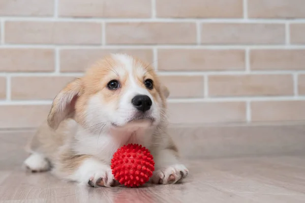 Pembroke Corgi puppy spelen met een rode bal. — Stockfoto
