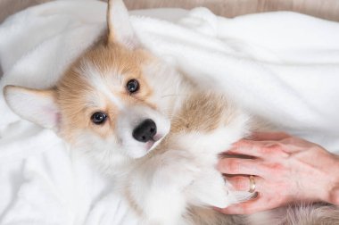 Kadın kırmızı Corgi köpeğini battaniyeye sarmış.. 