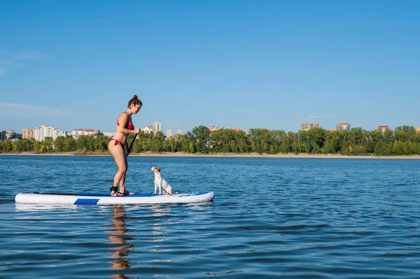 Perro gato russell terrier nada en el tablero con el propietario. Una mujer y su mascota pasan tiempo juntos en el lago — Foto de Stock
