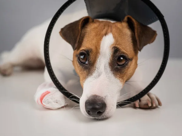 Jack Russell Terrier hund med en bandage tass i en kon krage. — Stockfoto