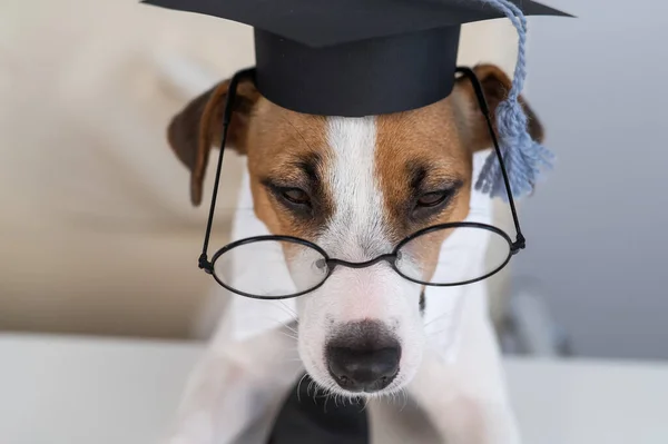 Leuke hond jack russell terriër zit aan het bureau in bril stropdas en academische pet. — Stockfoto