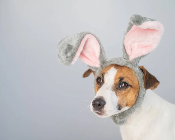 Portrait of a cute dog jack russell terrier in a bunny headband on a white background. — Stock Photo, Image