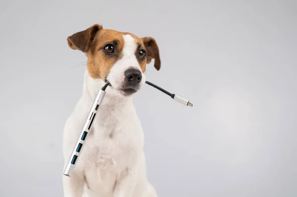 Jack Russell terrier cão segurar usb em sua boca. — Fotografia de Stock
