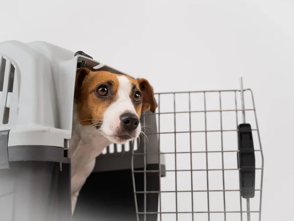 Jack Russell Terrier dog peeking out of travel cage.