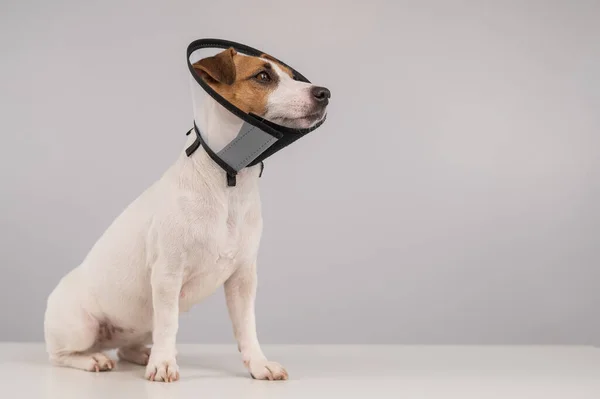 杰克罗素Terrier狗在塑料锥术后。复制空间. — 图库照片