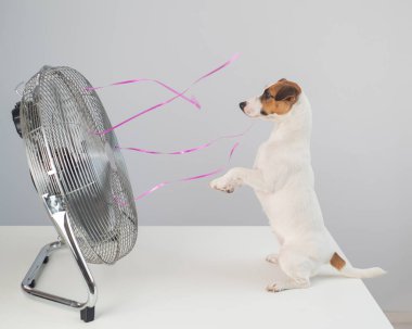 Jack Russell Terrier köpeği beyaz arka planda elektrikli vantilatörün serinletici esintisinin tadını çıkarıyor..