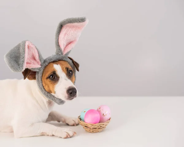 Funny dog Jack Russell Terrier in a bunny costume with a basket of painted eggs on a white background. Catholic Easter symbol — Stock Photo, Image