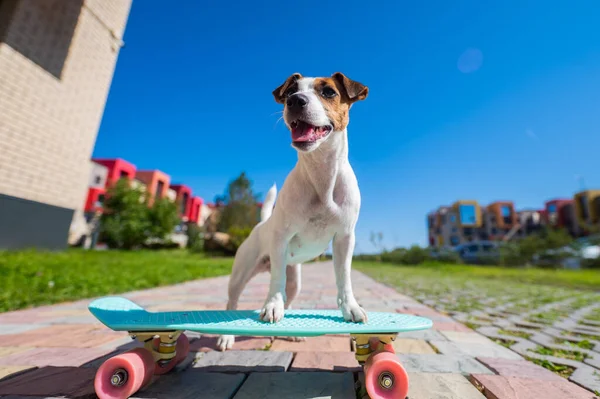 Jack Russell terrier cão monta um skate ao ar livre em um dia quente de verão. — Fotografia de Stock