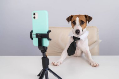 Kravatlı köpek Jack Russell Terrier masaüstü yayınlarında akıllı telefondan canlı yayında oturuyor.. 