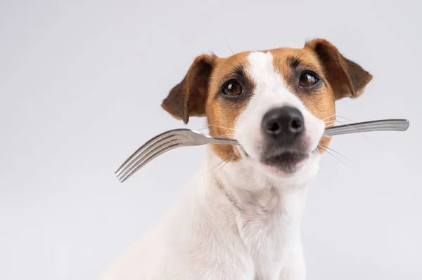 Retrato de perto de um cão Jack Russell Terrier segurando um garfo em sua boca em um fundo branco. Espaço de cópia. — Fotografia de Stock