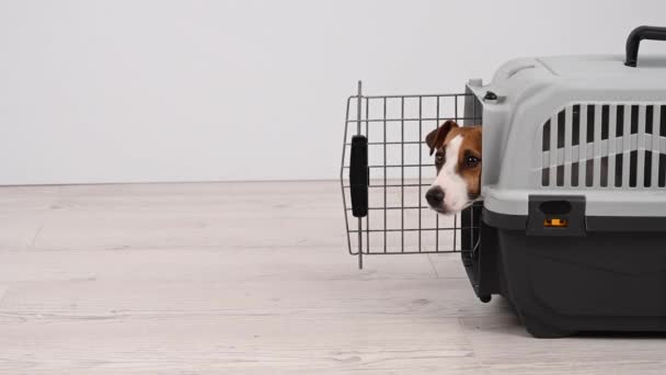 Jack Russell Terrier cão saindo de uma transportadora de plástico. — Vídeo de Stock