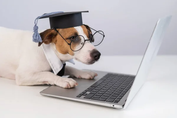 Собака-терьер Джека Рассела, одетая в очки, галстук и академическая кепка работает за ноутбуком на белом фоне. — стоковое фото