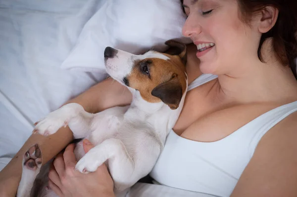 Jack Russell Terrier cão encontra-se em um abraço com o proprietário na cama. — Fotografia de Stock