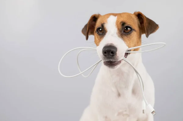 Jack Russell Terrier köpeği beyaz bir arka planda dişinde C tipi bir kablo tutuyor.. — Stok fotoğraf