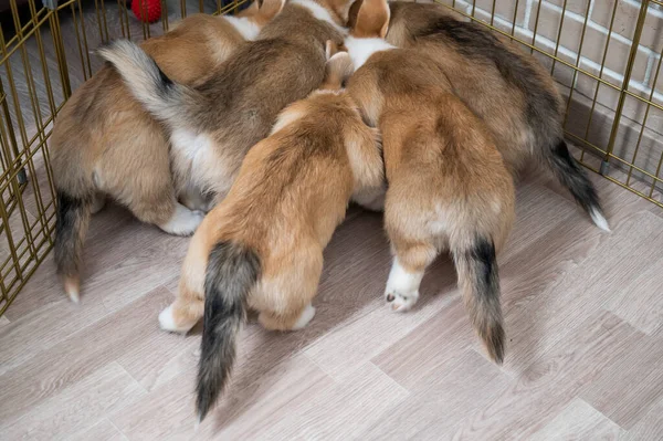 Corgi puppies druk rond de volière. — Stockfoto