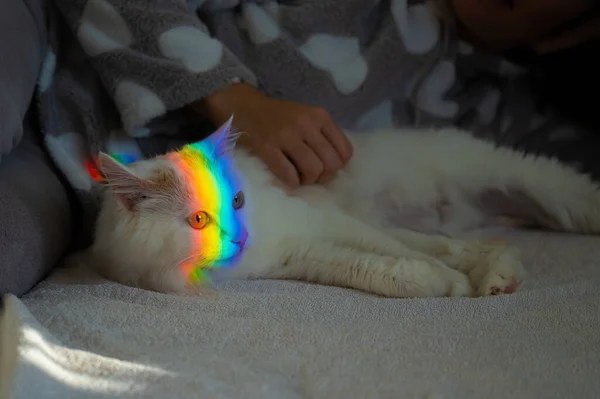 Een vrouw streelt een witte pluizige kat op het bed. — Stockfoto