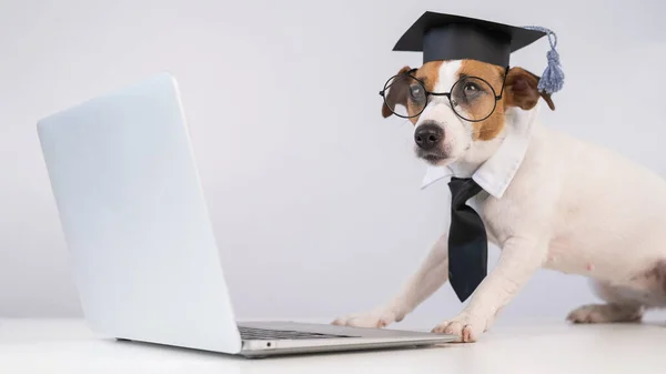 Jack Russell Terrier hond gekleed in bril, een stropdas en een academische pet werkt op een laptop op een witte achtergrond. — Stockfoto