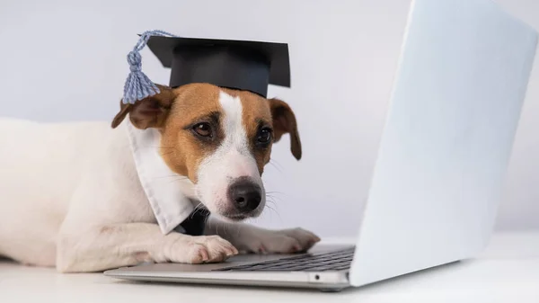 Jack Russell Terrier hond gekleed in een stropdas en een academische pet werkt op een laptop op een witte achtergrond. — Stockfoto