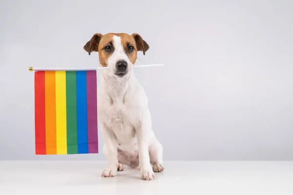 Jack Russell terrier perro sosteniendo una bandera del arco iris en su boca sobre un fondo blanco. Copiar espacio. —  Fotos de Stock