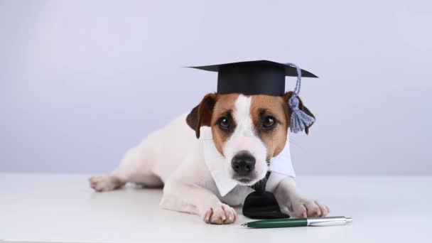Jack Russell Terrier σκυλί σε μια γραβάτα και ακαδημαϊκό καπέλο κάθεται σε ένα λευκό τραπέζι. — Αρχείο Βίντεο