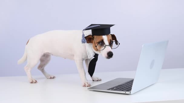 Jack Russell teriér pes oblečený v kravatě a akademické čepice pracuje na notebooku na bílém pozadí. — Stock video