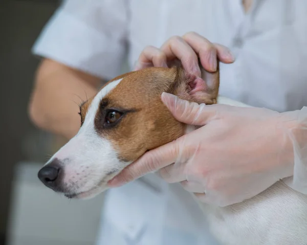 El veterinario examina los oídos de los perros. Jack Russell Terrier Alergia al oído. — Foto de Stock