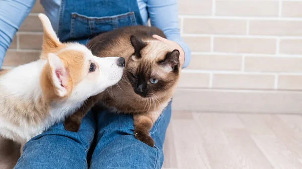 一个女人抱着一只泰国猫和一只威尔士科吉犬. — 图库照片