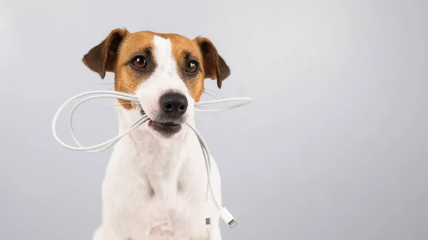 Jack Russell Terrier köpeği beyaz arka planda dişinde C tipi bir kablo tutuyor. Boşluğu kopyala. — Stok fotoğraf